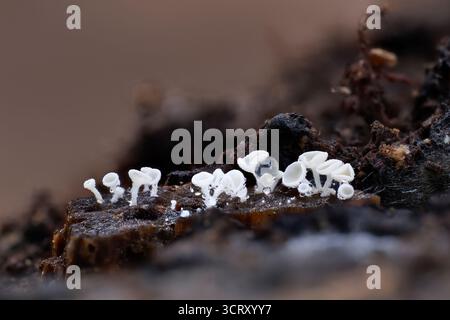Snowy disco Lachnum virgineum, vista ravvicinata di un piccolo numero di funghi che crescono su un bosco in decomposizione, Nottinghamshire, Regno Unito, ottobre Foto Stock