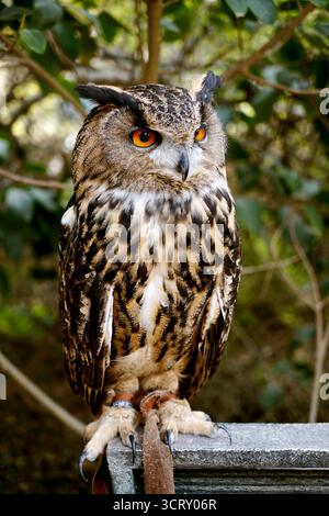 Ritratto della falconeria del gufo dell'aquila eurasiatica con occhi arancioni e ciuffi di orecchie Foto Stock