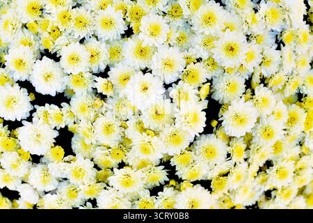 Vista dall'alto di molti fiori di crisantemi bianchi con centri gialli Foto Stock