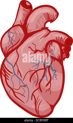 Cuore umano anatomico disegnato a mano Illustrazione Vettoriale