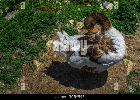 Un'oca domestica, in particolare un'oca della Pomerania (Anser anser), preserva le sue piume all'aperto sulle rive del lago comunale la Pescara. Venafro Foto Stock