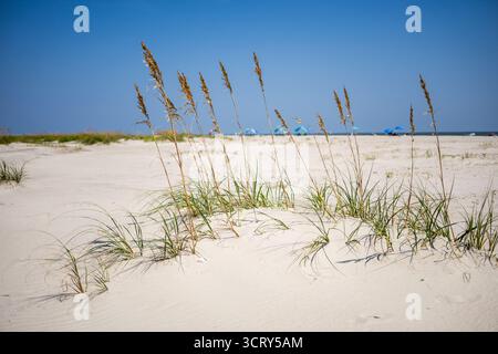 Avena di mare sulle dune di sabbia Isola di Palms Carolina del Sud // ISOLA DI PALMS, Carolina del Sud — avena di mare (Uniola paniculata) e altre erbe costiere crescono sulle dune di sabbia dell'Isola di Palms, Carolina del Sud. Queste piante resilienti sono cruciali per stabilizzare il fragile ecosistema delle dune, proteggendo la costa dall'erosione e dai picchi di tempesta. Isle of Palms è una città isolana nella contea di Charleston, una destinazione popolare conosciuta per le sue spiagge e località turistiche. La conservazione di queste dune è vitale per mantenere la bellezza naturale e l'equilibrio ecologico della costa del South Carolina. Foto Stock