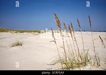 Beach Grass Dunes Isola di Palms Carolina del Sud // ISOLA DI PALMS, Carolina del Sud, Stati Uniti - l'avena marina (Uniola paniculata) cresce sulle dune di sabbia dell'Isle of Palms, un'isola barriera situata nella contea di Charleston. Queste importanti erbe aiutano a stabilizzare le dune costiere, proteggendo la costa dall'erosione causata dal vento e dalle onde. L'ampia spiaggia sabbiosa è una destinazione popolare lungo la costa atlantica della Carolina del Sud. Foto Stock