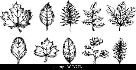 Set di icone disegnate a mano di foglie di quercia e acero per un design ispirato alla natura. Illustrazione Vettoriale