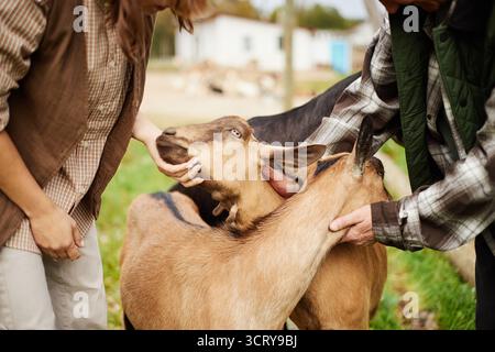 Giovane donna caucasica e uomo di mezza età accarezzare capre all'aperto Foto Stock