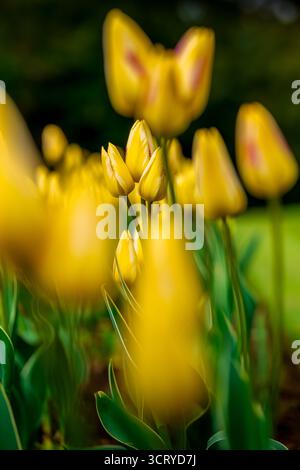 Primo piano di boccioli di tulipani gialli vibranti in piena fioritura con un delicato sfondo sfocato in un giardino primaverile Foto Stock