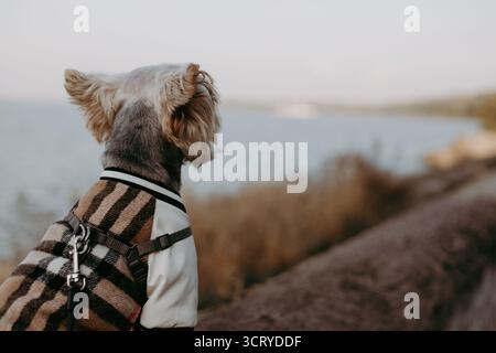 Indossa un'elegante giacca e goditi la vista panoramica sull'acqua. Una pecorina carina che indossa una giacca alla moda e guarda l'acqua. Il cane è su una le Foto Stock
