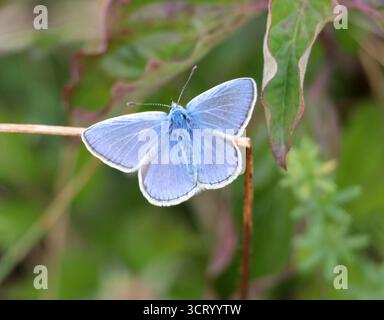 Una farfalla blu comune nel Sussex Foto Stock