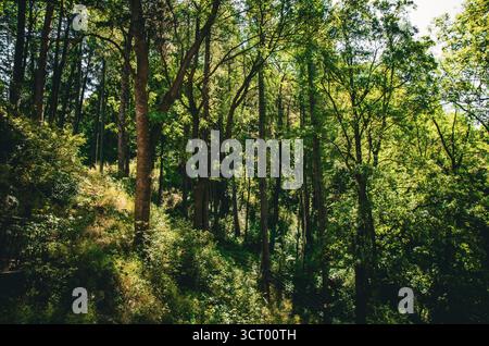 La luce del sole filtra attraverso la lussureggiante tettoia di una fitta foresta temperata su un pendio ripido Foto Stock