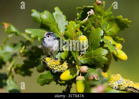 Aegithalos caudatus a coda lunga, adulto arroccato su quercia inglese Quercus robur, con ghiande, Suffolk, Inghilterra, settembre Foto Stock