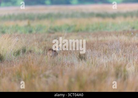 Cervo d'acqua cinese Hydropotes inermis, specie introdotte, maschio adulto in piedi sulla palude, Suffolk, Inghilterra, settembre Foto Stock
