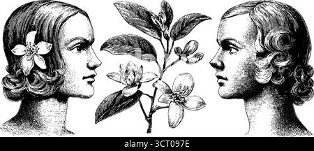 Set illustrativo vintage inciso con busti femminili e ramoscelli d'oliva per un design retrò. Illustrazione Vettoriale