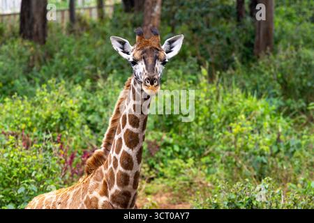 Una giraffa Rothschild in via di estinzione (Giraffa camelopardalis rothschildi) che guarda la macchina fotografica del Giraffe Centre di Nairobi in Kenya Foto Stock