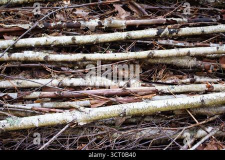 La consistenza di rami e ramoscelli di betulla sottili impilati. Tronchi sottili e lunghi impilati sul terreno vicino a una foresta. Pulizia forestale Foto Stock