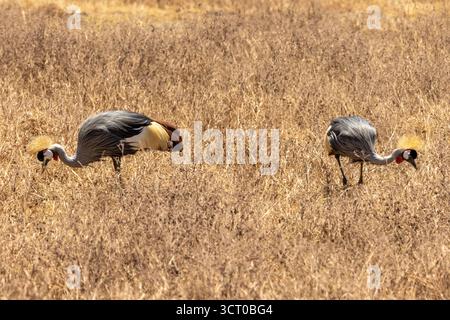 Un paio di gru coronate grigie (Balearica regulorum) si forgiano insieme nella prateria secca e dorata del cratere di Ngorongoro, Tanzania Foto Stock