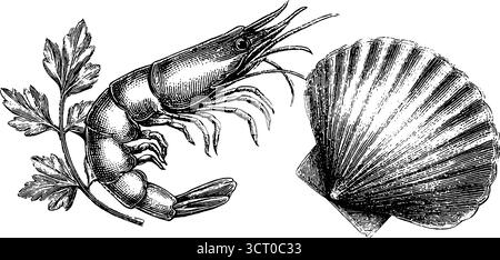 Set vintage di gamberi e conchiglie disegnati a mano per il design dei frutti di mare. Illustrazione Vettoriale