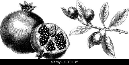 Set illustrativo vintage con incisioni di melagrane e rami per un design retrò. Illustrazione Vettoriale
