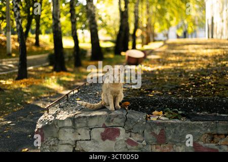 Un gatto di zenzero si erge su un basso muro di pietra in un parco. Foto di alta qualità Foto Stock