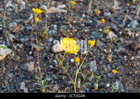 Primo piano di Desert Gold Wildflower nel Death Valley National Park con petali gialli luminosi, sfondo roccioso e bokeh soffice che esalta la fioritura del deserto Foto Stock