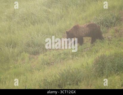 Il piccolo Grizzly Bear cammina lungo il lato di Foggy Hills Foto Stock