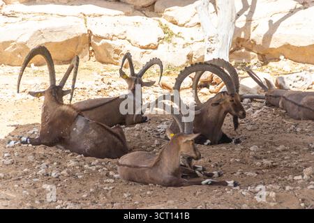 Un gruppo di maestosi stambecchi nubiani con impressionanti corna ricurve che riposano sul terreno del deserto roccioso sotto la luce solare intensa negli Emirati Arabi Uniti Foto Stock