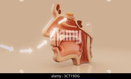 Senso dell'olfatto, illustrazione concettuale. L'aria viene inalata attraverso il naso e passa attraverso il bulbo olfattivo (ovale con sporgenze), l'organo dell'olfatto. Foto Stock