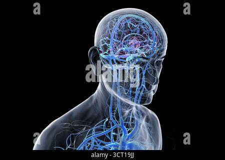 Illustrazione del sistema venoso cerebrale in una persona anziana. Foto Stock