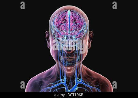 Illustrazione del sistema venoso cerebrale in una persona anziana. Foto Stock