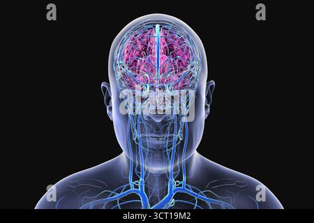 Illustrazione del sistema venoso cerebrale. Foto Stock
