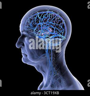 Illustrazione del sistema venoso cerebrale in una persona anziana. Foto Stock