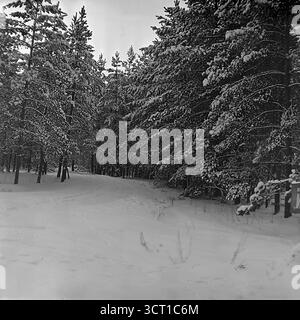Una splendida fotografia d'archivio in bianco e nero degli anni '1970, che mostra una pittoresca scena invernale nella foresta di Mayaky, RSS Ucraina. Una strada innevata curva e scompare in una fitta e maestosa pineta. La neve pesante ricopre il terreno e si aggrappa ai rami di ogni albero, creando un'atmosfera classica da "paese delle meraviglie d'inverno". Questo paesaggio nostalgico e tranquillo cattura la bellezza serena e tranquilla della foresta nel profondo di un inverno sovietico Foto Stock