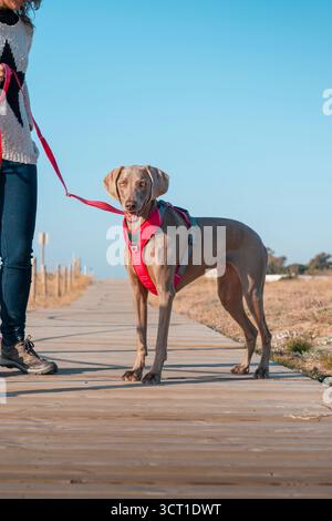 Weimaraner Dog on Leash in piedi accanto al proprietario su un sentiero di legno lungo la passeggiata per la spiaggia sotto lo scenario Lifestyle di Clear Blue Sky Foto Stock