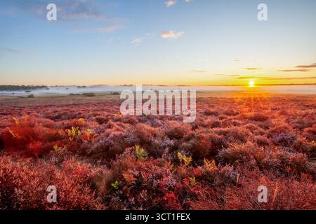 Alba presto all'orizzonte sul paesaggio di erica viola nel Norfolk in Inghilterra. Ampia vista panoramica e cieli limpidi all'alba in un paesaggio aperto Foto Stock