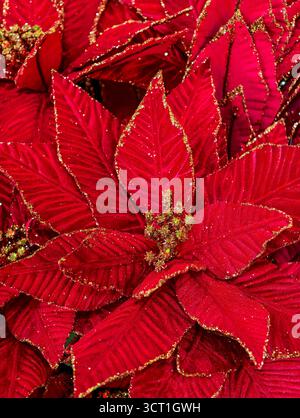 Bellissimo fiore di Natale rosso Poinsettia con glitter oro - sfondo per la decorazione delle festività natalizie per il design stagionale di biglietti d'auguri. Risoluzione ultra alta Foto Stock
