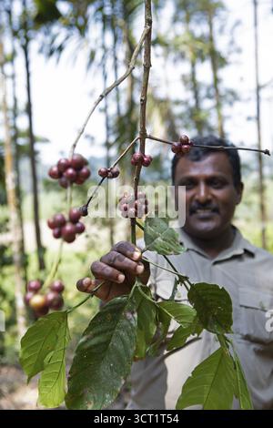 Uomo indiano che mostra i chicchi di caffè in una piantagione di caffè a Coorg, Karnataka, India Foto Stock
