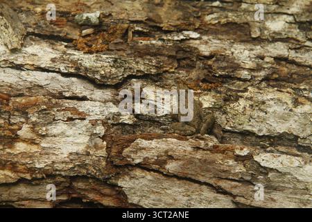 Primo piano del tronco di un albero morto Foto Stock