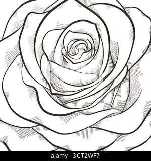 splendida rosa bianco e nero monocromatica isolata su sfondo bianco Illustrazione Vettoriale
