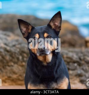 Cane Kelpie australiano seduto tra le rocce e il mare Foto Stock