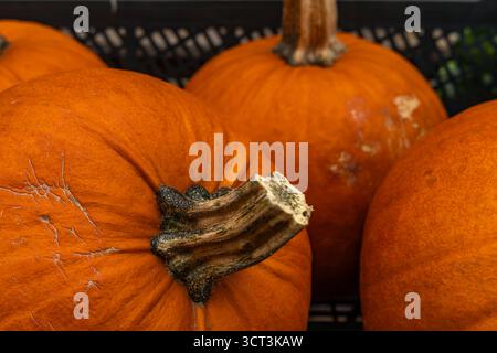 Buongustai decorativi appena raccolti esposti in casse di plastica in un mercato agricolo. Un vivace mix di squash gialli, verdi, arancioni e neri in dif Foto Stock