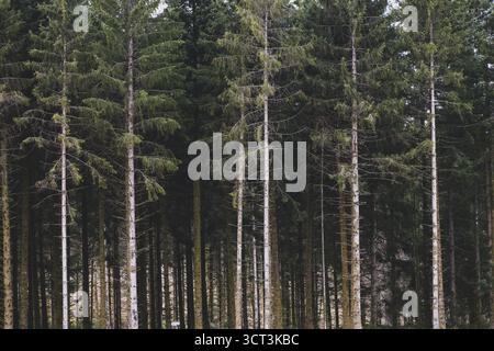Un confine di abete nel parco naturale Morvan in Francia Foto Stock