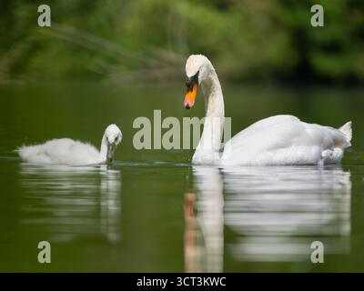 Swan con il suo piccolino Foto Stock