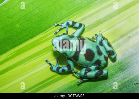 Verde e nero veleno rana, (Dendrobates auratus), Costa Rica, America Centrale, Foto Stock