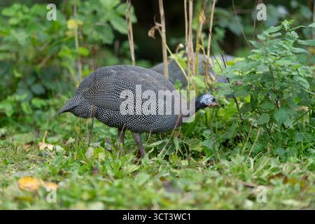 pearl Guinea Fowl Foto Stock