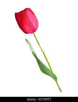 bellissimo fiore di tulipani rosso con l'effetto di un disegno ad acquerello isolato su sfondo bianco Illustrazione Vettoriale