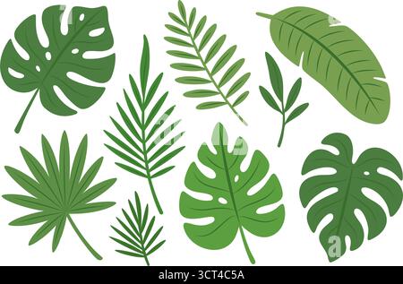 Set di foglie tropicali. Monstera, fronde di palme, foglie di banana e fogliame esotico per design e decorazione Illustrazione Vettoriale
