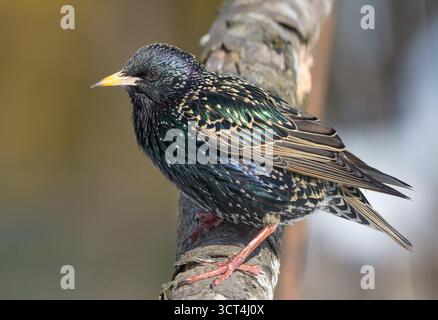 starling comune (Sturnus vulgaris) in cerca di cibo e in posa su una spessa poppa nella fresca mattina primaverile Foto Stock