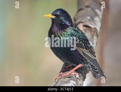 starling comune (Sturnus vulgaris) che posa curiosamente su un ramo spesso all'inizio della primavera Foto Stock