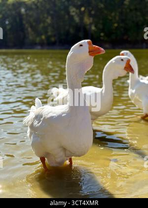 Oche domestiche bianche in piedi in acque poco profonde di uno stagno in una giornata di sole. Stile di vita rurale ecologico con oche vicino allo stagno. Foto Stock