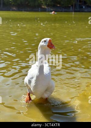 Oche domestiche bianche in piedi in acque poco profonde di uno stagno in una giornata di sole. Stile di vita rurale ecologico con oche vicino allo stagno. Foto Stock