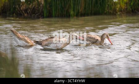 Tre divinità dalla coda nera (Limosa limosa) che attraversano l'acqua in una giornata di sole, 16:9 Foto Stock